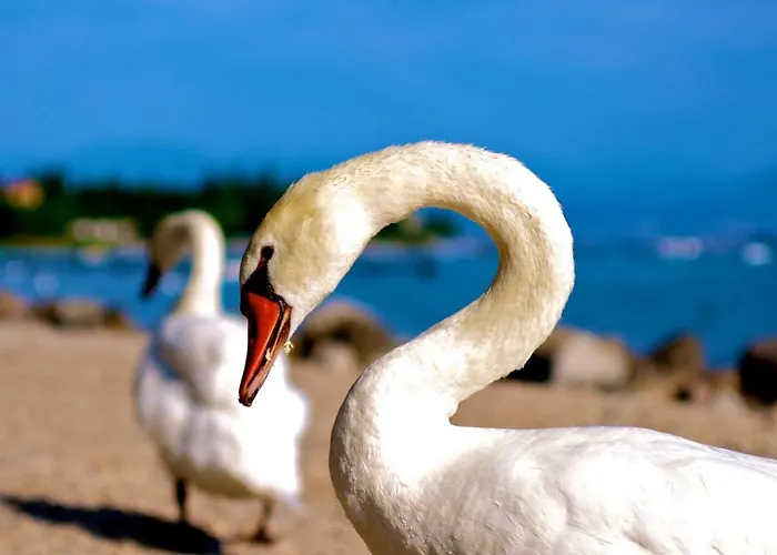 Ferri * Пескьера-дель-Гарда